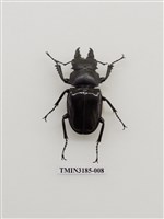 藏品(鬼艷鍬形蟲)的圖片